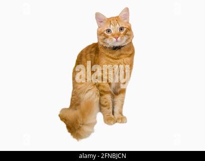 Magnifique chat de tabby au gingembre, en regardant directement dans l'appareil photo sur fond blanc. Banque D'Images