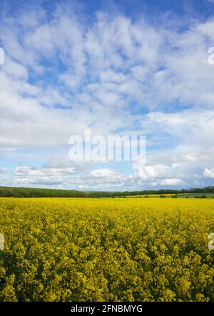 un champ jaune vif rempli de fleurs de colza sous un ciel bleu nuageux Banque D'Images