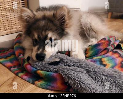 Portrait d'un chiot fatigué chien de Lapphund finlandais couché sa couverture et son jouet à l'intérieur Banque D'Images