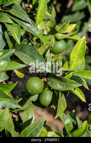 Jeune citron vert sur un arbre de plus près. Vue sur les citrons verts frais suspendus de la branche avec des feuilles vertes et le fond en Grèce. Banque D'Images