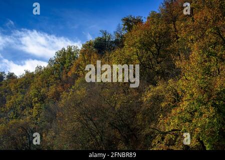 Forêts près du réservoir de Sau, près de la cascade de Salt del Cabrit, en automne (Osona, Catalogne, Espagne) ESP: Bosques cerca del embalse de Sau Banque D'Images