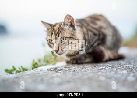 Un portrait de chat gros plan, se détendre à l'extérieur en Grèce. Banque D'Images