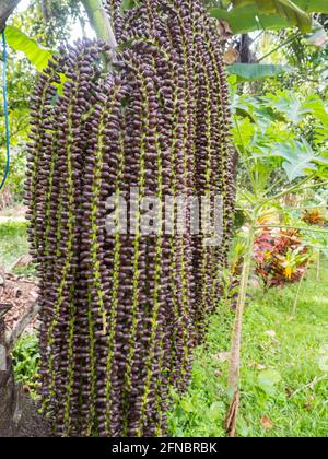 Fruit de l'arbre de Mayang. (Mayang pinang, Arenga pinnata) un des arbres utilisés pour produire des Sopi. Sopi est une boisson locale populaire sur les îles de Maluku, Moluques, Banque D'Images