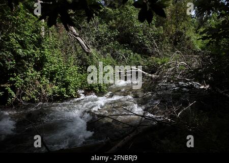 Arbres tombés sur un ruisseau éclaboussant de la rivière Banias en cours d'exécution dans la forêt au pied du mont Hermon, c'est l'une des trois sources de la rivière Jordan Banque D'Images