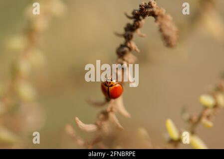 Petit coccinelle rouge sur l'herbe dans l'enivorment étouffant Banque D'Images