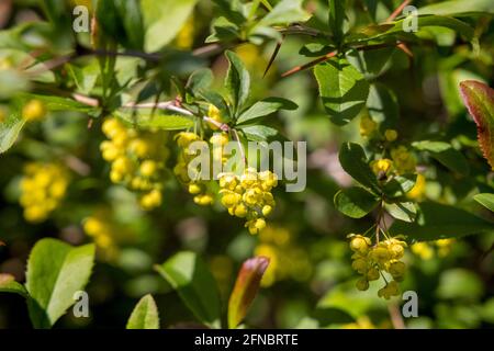 Fleurs de Berberis vulgaris, également connues sous le nom de barberge commune, de barberge européenne ou simplement de barberge Banque D'Images