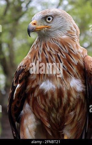 Le Milan royal (Milvus milvus) Banque D'Images