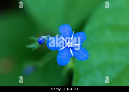 Fleur d'Omphalodes verna (navelmoût rampant ou Marie aux yeux bleus) Banque D'Images