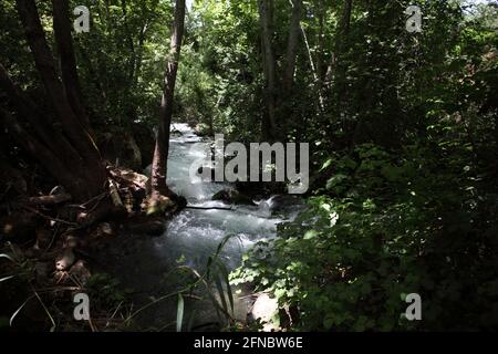 Le cours d'eau de la rivière Banias qui coule dans la forêt au pied du mont Hermon c'est l'une des trois principales sources du Saint Jourdain Banque D'Images