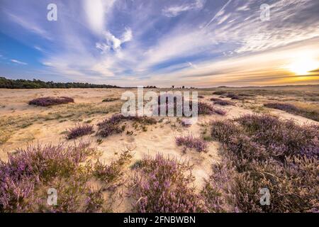 Paysage enchanteur paysage de la lande dans le parc national Hoge Veluwe, province de Gelderland, pays-Bas. Paysage scène de la nature en Europe. Banque D'Images