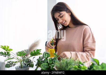 Une femme pulvérisant une plante de maison avec de l'eau pure provenant d'un flacon pulvérisateur Banque D'Images