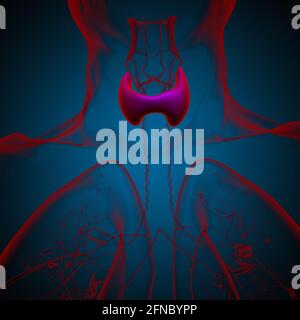 Anatomie de la glande thyroïde pour l'illustration 3D de concept médical Banque D'Images