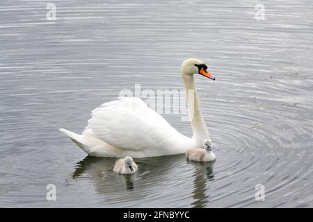 Magnifique Mute Swan dans une posture classique avec deux cygnes Banque D'Images