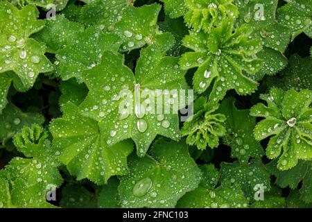 Canada, Ontario, Niagara Falls, École d'horticulture, raindrops sur le manteau de la dame « Alchemilla Mollis » Banque D'Images
