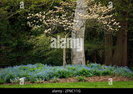 Canada, Ontario, Niagara Falls, École d'horticulture, Dogwood in Bloom, Cornus Floride Banque D'Images