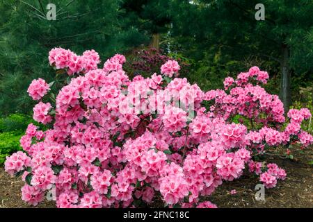 Canada, Ontario, Niagara Falls, École d'horticulture, Rhododendron en fleur, « bubblegum ». Est un très grand genre de 1,024 espèces de plantes ligneuses dans Banque D'Images
