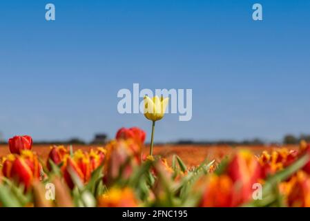 Julianadorp, pays-Bas. 7 mai 2021. Un genre. Un gros plan d'une tulipe jaune parmi un champ de tulipes orange près de Julianadorp. Photo de haute qualité. Gros plan. Banque D'Images