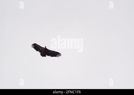 Vautour volant dans les Pyrénées (Garrotxa, Pyrénées, Catalogne, Espagne) ESP: Buître leonado volando sobre el Puigsacalm (Garrotxa, Cataluña, España) Banque D'Images