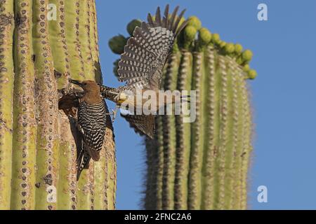 Pic de Gila (Melanerpes uropygialis), volant de nid à saguaro, désert de Sonoran, Arizona Banque D'Images