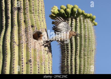 Pic de Gila (Melanerpes uropygialis), volant de nid à saguaro, désert de Sonoran, Arizona Banque D'Images