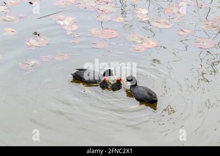 La Craot eurasien et les frères et sœurs nagent dans l'eau à Amsterdam Pays-Bas 15-5-2021 Banque D'Images