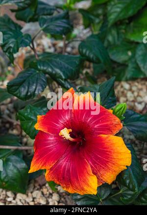Hibiscus Rosa-sinensis rouge orangé en fleurs, avec fond de feuilles vertes, vue rapprochée Banque D'Images