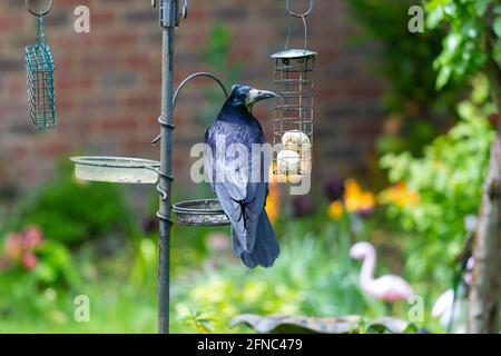 Ashford, Kent, Royaume-Uni. 16 mai 2021. Météo au Royaume-Uni: Alors que la pluie meurt, un grand Rok regarde prudemment autour avant de piquer sur des boules de graisse sur un mangeoire à oiseaux dans un jardin de village à la périphérie d'Ashford, Kent. Crédit photo : Paul Lawrenson/Alay Live News Banque D'Images