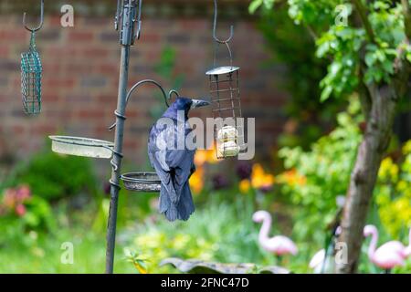 Ashford, Kent, Royaume-Uni. 16 mai 2021. Météo au Royaume-Uni: Alors que la pluie meurt, un grand Rok regarde prudemment autour avant de piquer sur des boules de graisse sur un mangeoire à oiseaux dans un jardin de village à la périphérie d'Ashford, Kent. Crédit photo : Paul Lawrenson/Alay Live News Banque D'Images