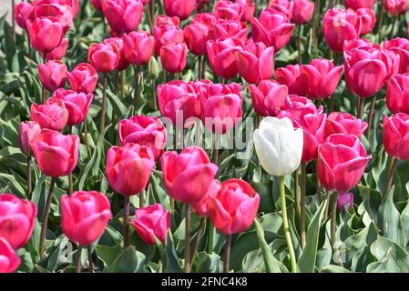 Julianadorp, pays-Bas. 7 mai 2021. Un champ de tulipes violettes avec un avec tulipe près de Julianadorp, aux pays-Bas. Photo de haute qualité. Gros plan. Banque D'Images