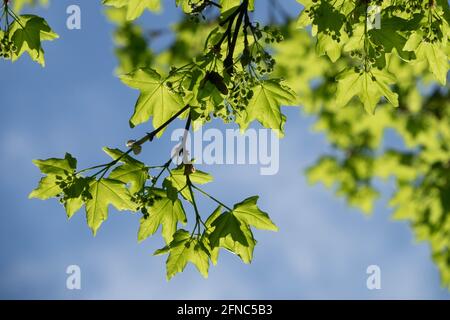 Feuilles d'érable de champ Acer campestre feuillage printemps Banque D'Images