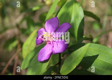 Sri Lankan plante ayurvéda la plus célèbre 'Bovitiya' Osbeckia octandra en été. Banque D'Images