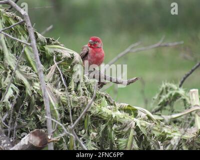 Un homme de la Maison finch assis sur une branche parmi le chardon feuilles Banque D'Images