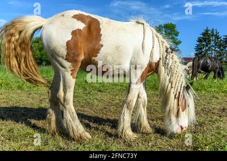 Cheval de rafle irlandais dans un pâturage au printemps. Cheval à la manie tressée en picots Banque D'Images