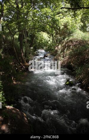 Le cours d'eau de la rivière Banias qui coule dans la forêt au pied du mont Hermon, c'est l'une des trois principales sources du Saint Jourdain. Banque D'Images