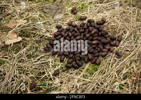Excréments d'élans dans la forêt sur l'herbe. Fientes d'orignal fraîches. Fientes de wapitis. Déjections d'élans dans la forêt. Fèces dans la forêt, fond naturel Banque D'Images