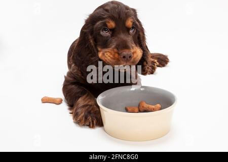 Mignon chien de Cocker chien de chiot en regardant vers le haut de manger boned biscuits façonnés dans un bol pour chiens Banque D'Images