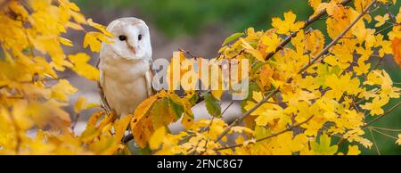 OWL à barbe commune, Tyto alba, dans un arbre pendant l'automne ou l'automne Panorama Web bannière en-tête Banque D'Images