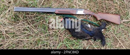 Trophée le tétras noir et un fusil sur l'herbe. Le chasseur a chassé un oiseau de tétras noir avec un fusil. Fusil de chasse et des coups de poing couchés sur l'herbe Banque D'Images