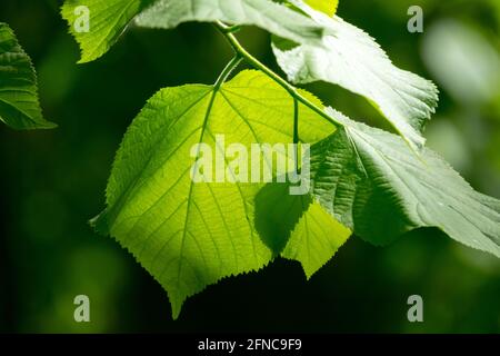 Lumière du soleil brillant à travers une feuille de Tilia platyphyllos feuilles de tilleul à grands feuilles vert printemps ensoleillé Banque D'Images