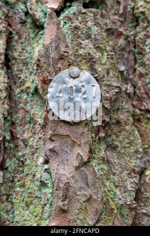 Une étiquette d'identification ronde en aluminium de la Commission forestière sur un arbre de la forêt de Thetford. Banque D'Images