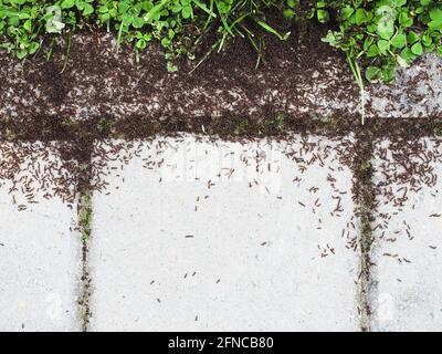 Beaucoup d'fourmis s'andainent sur les dalles de pavage près du trèfle croissant. Anthill Banque D'Images