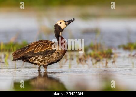 Canard siffleur à fond blanc - Dendrocygna viduata, canard de couleur béatiful des eaux fraîches d'Afrique et d'Amérique du Sud, lac Ziway, Éthiopie. Banque D'Images