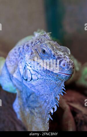 Portrait vert iguana (Iguana Iguana), un grand reptile Banque D'Images