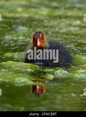 Un jeune coot eurasien (Fulica atra) aussi connu comme le coot commun parmi quelques mauvaises herbes dans un lac. Ce poussin a probablement juste un jour Banque D'Images