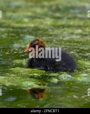 Un jeune coot eurasien (Fulica atra) aussi connu comme le coot commun parmi quelques mauvaises herbes dans un lac. Ce poussin a probablement juste un jour Banque D'Images