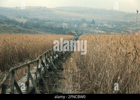 Sentier en bois à travers les roseaux dans la zone protégée des marécages de SIC, Transylvanie Banque D'Images