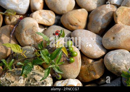 Grandes galets sur la plage de Pevensey Bay, East Sussex, Angleterre Banque D'Images