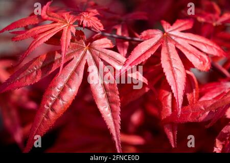 Feuilles d'érable japonaises rouges de printemps Banque D'Images