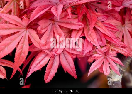 Feuilles d'érable japonais rouge printanier Acer 'Sheeters Broom' Banque D'Images