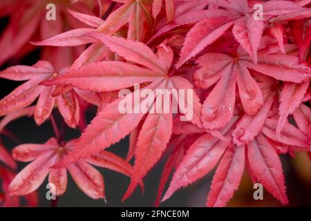 Rouge printemps feuilles d'érable japonais Acer Palmatum 'Sheeters Broom' Banque D'Images